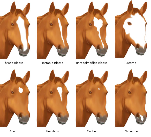Abzeichen Pferde - Abzeichen am Pferdekopf