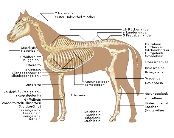 Pferde-Anatomie - Knochenbau deines Pferdes - Pferdeskelett