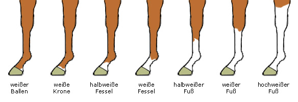 Abzeichen Pferde - Abzeichen an Pferdebeinen