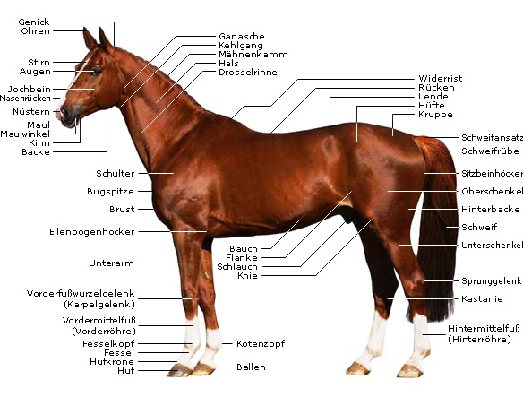 Pferde-Anatomie - Körperteile deines Pferdes - Körperbau von Pferden